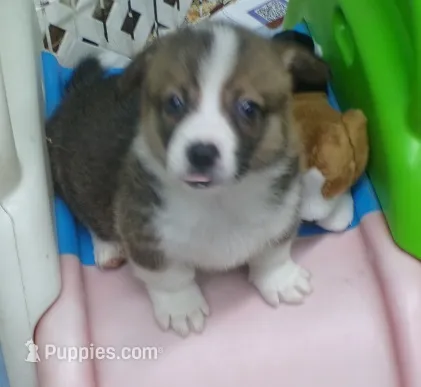 sable.male – Pembroke Welsh Corgi puppy for sale in Newberry, FL