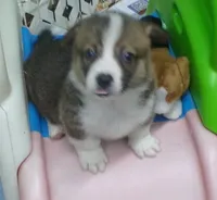 sable.male, a male Pembroke Welsh Corgi for sale in Newberry, FL – 1 of 3