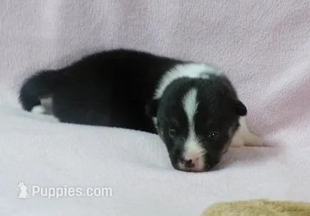 Tri.Female – Pembroke Welsh Corgi puppy for sale in Newberry, FL