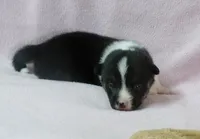 Tri.Female, a female Pembroke Welsh Corgi for sale in Newberry, FL – 1 of 2