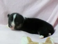 Tri.Female, a female Pembroke Welsh Corgi for sale in Newberry, FL – 2 of 2