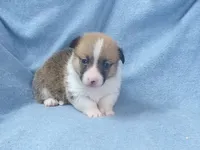 red.male.big.white.collar, a male Pembroke Welsh Corgi for sale in Newberry, FL – 3 of 4