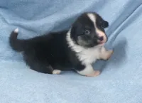 Tri.Female.black.head.tri, a female Pembroke Welsh Corgi for sale in Newberry, FL – 3 of 6