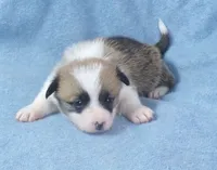 red.female.lots.of.white, a female Pembroke Welsh Corgi for sale in Newberry, FL – 5 of 6