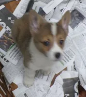 Dark..Red..female, a female Pembroke Welsh Corgi for sale in Newberry, FL – 2 of 3