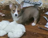 red.and.white.male, a male Pembroke Welsh Corgi for sale in Newberry, FL – 2 of 3