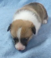 red.male.big.white.collar, a male Pembroke Welsh Corgi for sale in Newberry, FL – 4 of 4
