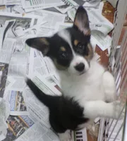 Tri.Female, a male Pembroke Welsh Corgi for sale in Newberry, FL – 1 of 3
