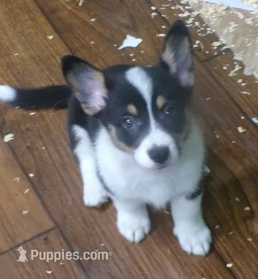 Tri.Female – Pembroke Welsh Corgi puppy for sale in Newberry, FL
