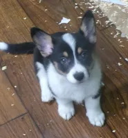 Tri.Female, a female Pembroke Welsh Corgi for sale in Newberry, FL – 1 of 3