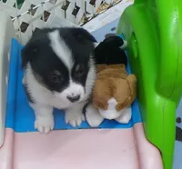 Tri.Female, a female Pembroke Welsh Corgi for sale in Newberry, FL – 1 of 3