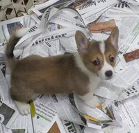 Dark..Red..female, a female Pembroke Welsh Corgi for sale in Newberry, FL – 3 of 3