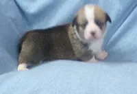 red.and.white.male, a female Pembroke Welsh Corgi for sale in Newberry, FL – 3 of 4