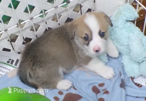 red.and.white.male – Pembroke Welsh Corgi puppy for sale in Newberry, FL