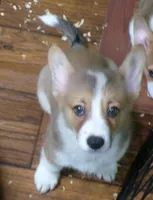 red.male, a male Pembroke Welsh Corgi for sale in Newberry, FL – 3 of 3