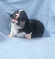 Tri.Female.black.head.tri, a female Pembroke Welsh Corgi for sale in Newberry, FL – 6 of 6