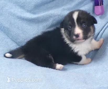 Tri.Female.black.head.tri – Pembroke Welsh Corgi puppy for sale in Newberry, FL