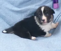 Tri.Female.black.head.tri, a female Pembroke Welsh Corgi for sale in Newberry, FL – 1 of 6