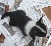 Tri.Female, a male Pembroke Welsh Corgi for sale in Newberry, FL – 3 of 3