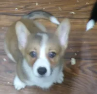 red.male, a male Pembroke Welsh Corgi for sale in Newberry, FL – 2 of 3