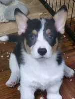 tri..male, a male Pembroke Welsh Corgi for sale in Newberry, FL – 1 of 2