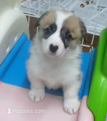 red.female.lots.of.white – Pembroke Welsh Corgi puppy for sale in Newberry, FL
