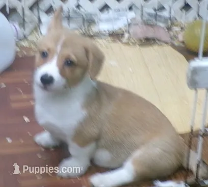 red.and.white.male – Pembroke Welsh Corgi puppy for sale in Newberry, FL