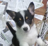 Tri.Female, a male Pembroke Welsh Corgi for sale in Newberry, FL – 2 of 3