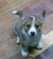 red.and.white.male, a male Pembroke Welsh Corgi for sale in Newberry, FL – 3 of 3