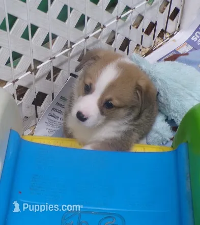 red.male.big.white.collar – Pembroke Welsh Corgi puppy for sale in Newberry, FL