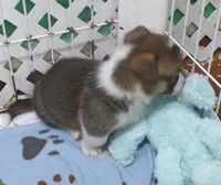 sable.male, a male Pembroke Welsh Corgi for sale in Newberry, FL – 3 of 3