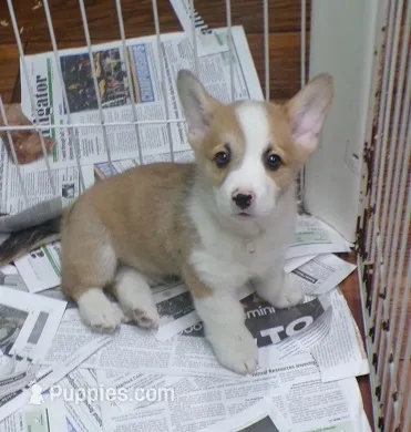 red.and.white.male – Pembroke Welsh Corgi puppy for sale in Newberry, FL
