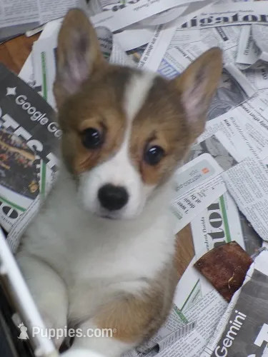 Dark..Red..female – Pembroke Welsh Corgi puppy for sale in Newberry, FL