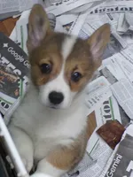 Dark..Red..female, a female Pembroke Welsh Corgi for sale in Newberry, FL – 1 of 3