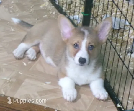 red.male – Pembroke Welsh Corgi puppy for sale in Newberry, FL