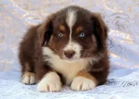 One Blue eye, a male Miniature Australian Shepherd for sale in Tucson, AZ – 1 of 3