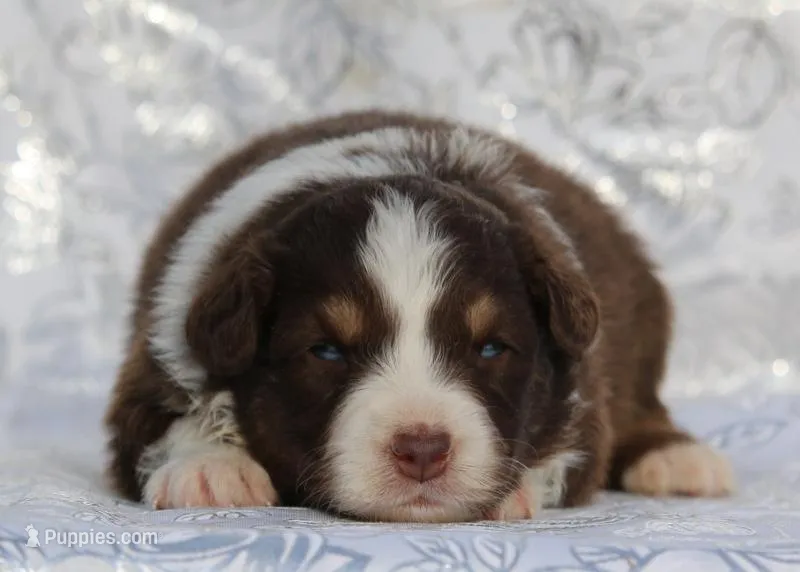 Archer – Miniature Australian Shepherd puppy for sale in Tucson, AZ