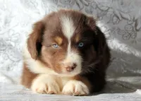 One Blue eye, a male Miniature Australian Shepherd for sale in Tucson, AZ – 3 of 3