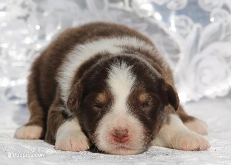 Archer – Miniature Australian Shepherd puppy for sale in Tucson, AZ