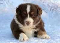 One Blue eye, a male Miniature Australian Shepherd for sale in Tucson, AZ – 2 of 3