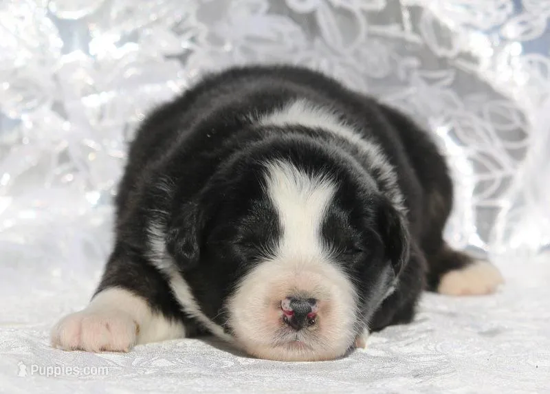 Ringo – Miniature Australian Shepherd puppy for sale in Tucson, AZ