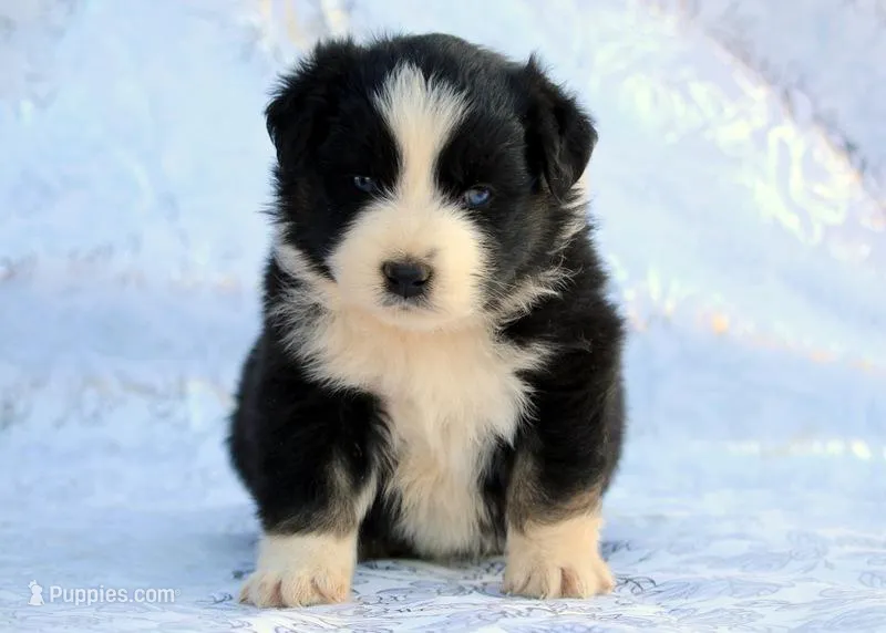 Ringo – Miniature Australian Shepherd puppy for sale in Tucson, AZ