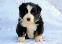Rascal, a male Miniature Australian Shepherd for sale in Tucson, AZ – 3 of 3