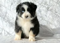 Rascal, a male Miniature Australian Shepherd for sale in Tucson, AZ – 2 of 3