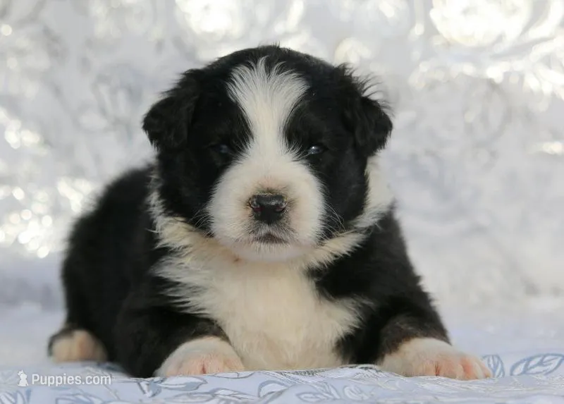 Ringo – Miniature Australian Shepherd puppy for sale in Tucson, AZ