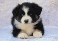 Rascal, a male Miniature Australian Shepherd for sale in Tucson, AZ – 1 of 3