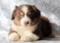 Rocky, a male Miniature Australian Shepherd for sale in Tucson, AZ – Photo 3 of 3