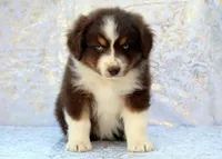 Rocky, a male Miniature Australian Shepherd for sale in Tucson, AZ – Photo 1 of 3