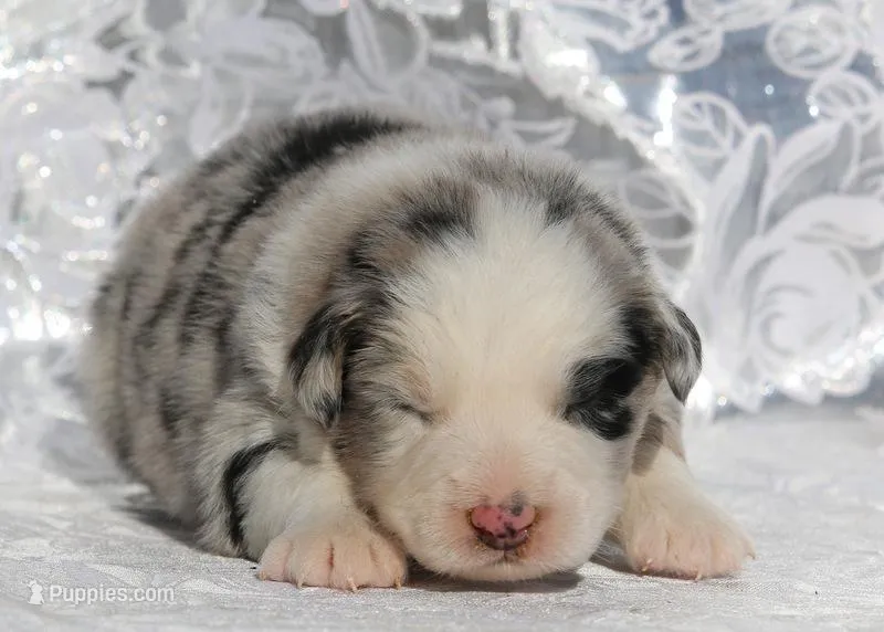 Crystal – Miniature Australian Shepherd puppy for sale in Tucson, AZ