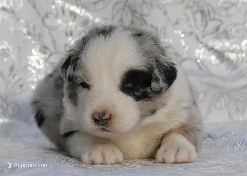 Crystal – Miniature Australian Shepherd puppy for sale in Tucson, AZ